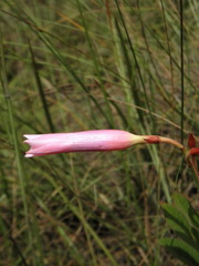 Mandevilla pohliana