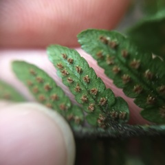Dryopteris sordidipes