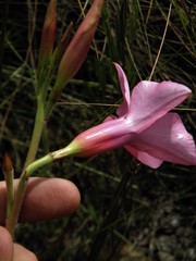 Mandevilla pohliana