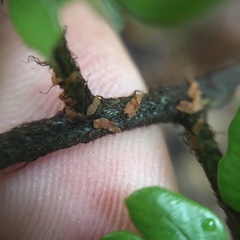 Dryopteris sordidipes