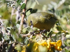 Chlorodrepanis virens wilsoni