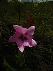 Mandevilla pohliana