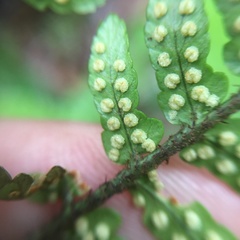 Dryopteris sordidipes