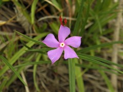 Mandevilla tenuifolia