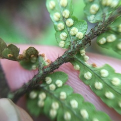 Dryopteris sordidipes