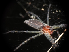 Aglaoctenus castaneus
