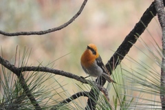 Peucedramus taeniatus arizonae