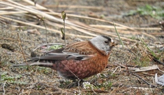 Leucosticte tephrocotis littoralis