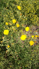 Picris hieracioides hieracioides