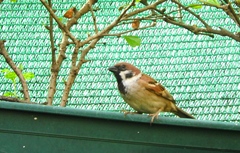 Passer montanus malaccensis