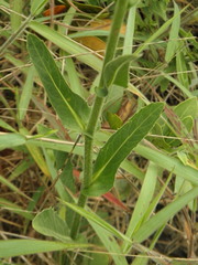 Leptostelma maximum