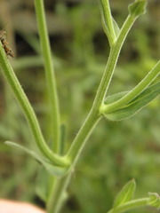 Leptostelma maximum