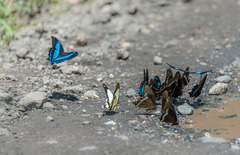 Papilio chrapkowskoides
