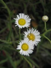Leptostelma maximum