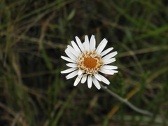 Richterago radiata