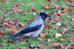 Corvus cornix