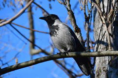 Corvus cornix