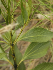Symphyopappus