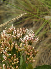 Symphyopappus