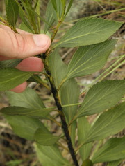 Symphyopappus