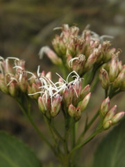 Symphyopappus