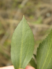 Symphyopappus