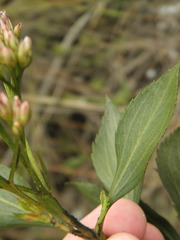 Symphyopappus