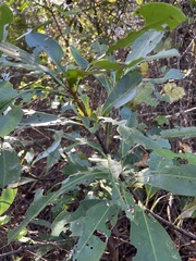 Gordonia lasianthus
