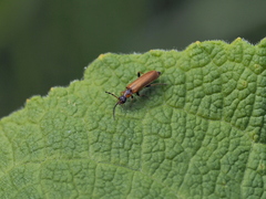 Rhagonycha nigriventris