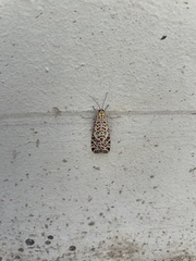 Utetheisa pulchella
