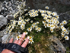 Celmisia bellidioides