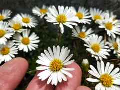 Celmisia bellidioides