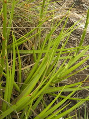 Dyckia glabrifolia