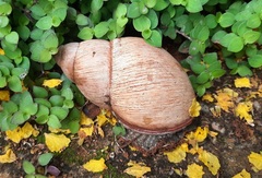 Megalobulimus abbreviatus