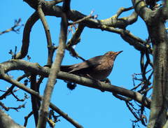 Turdus merula