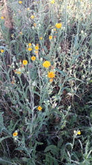 Picris hieracioides hieracioides