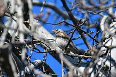 Turdus pilaris