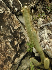 Arthrocereus melanurus