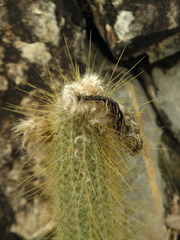 Arthrocereus melanurus