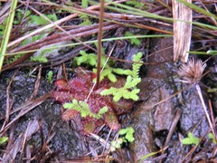 Drosera montana
