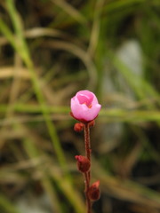 Drosera montana