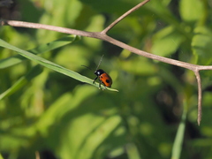 Cryptocephalus bipunctatus