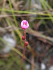 Drosera montana