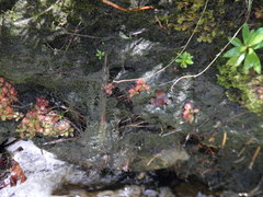 Drosera tomentosa