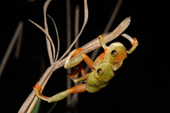 Hyperolius semidiscus