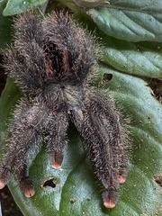 Avicularia variegata