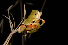 Hyperolius semidiscus