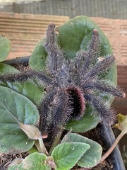 Avicularia variegata