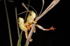 Hyperolius semidiscus
