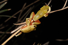 Hyperolius semidiscus